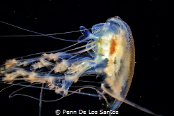 Fish ‘n Jelly. Shot taken during a blackwater dive in Ani... by Penn De Los Santos 